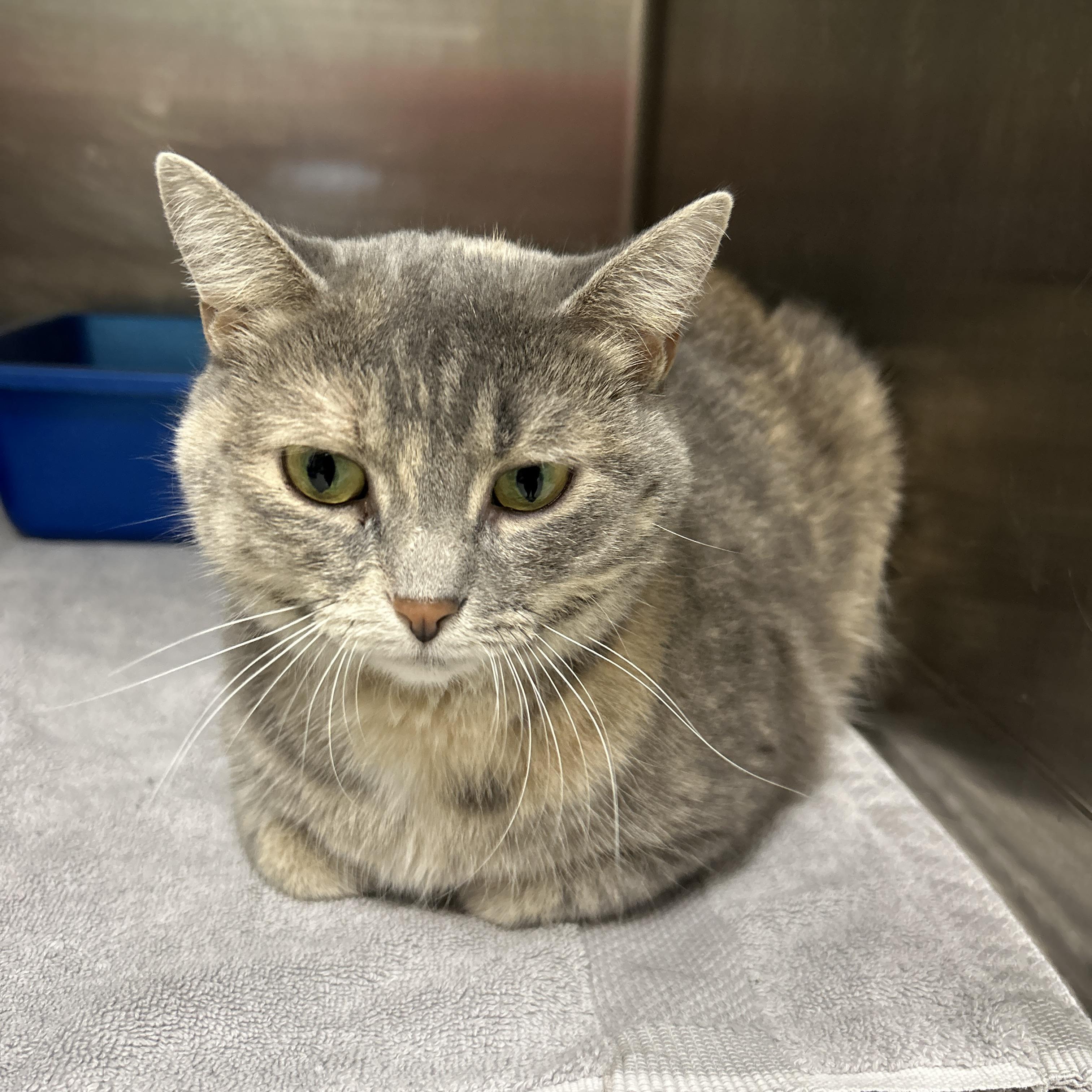 Enlarge Edison, an adoptable Domestic Short Hair in La Grange Park, IL image 2/6