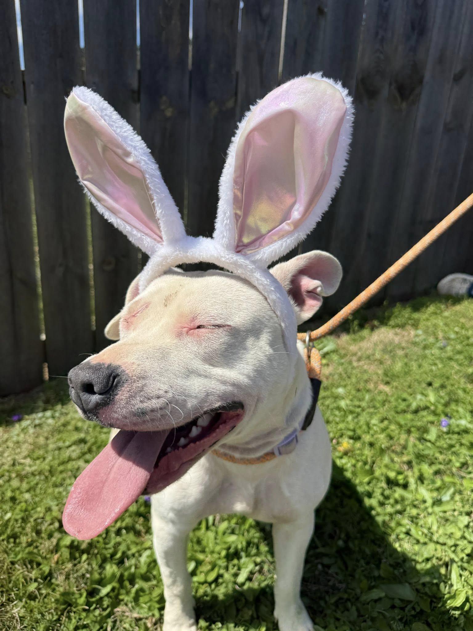 Enlarge Marlee, a Adoptable Pit Bull Terrier in Franklin, TN, TN image 2/2