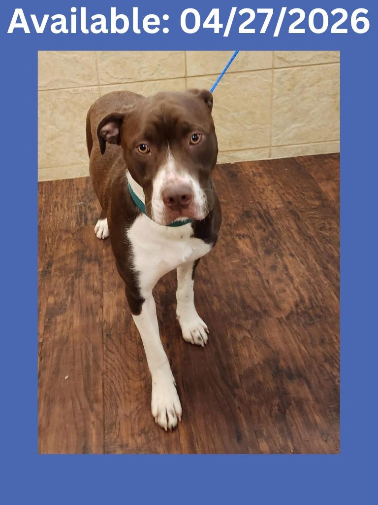Enlarge Dog Kennel #20 Rudy Tootie, a Adoptable mixed breed in Greenville, TX image 1/2