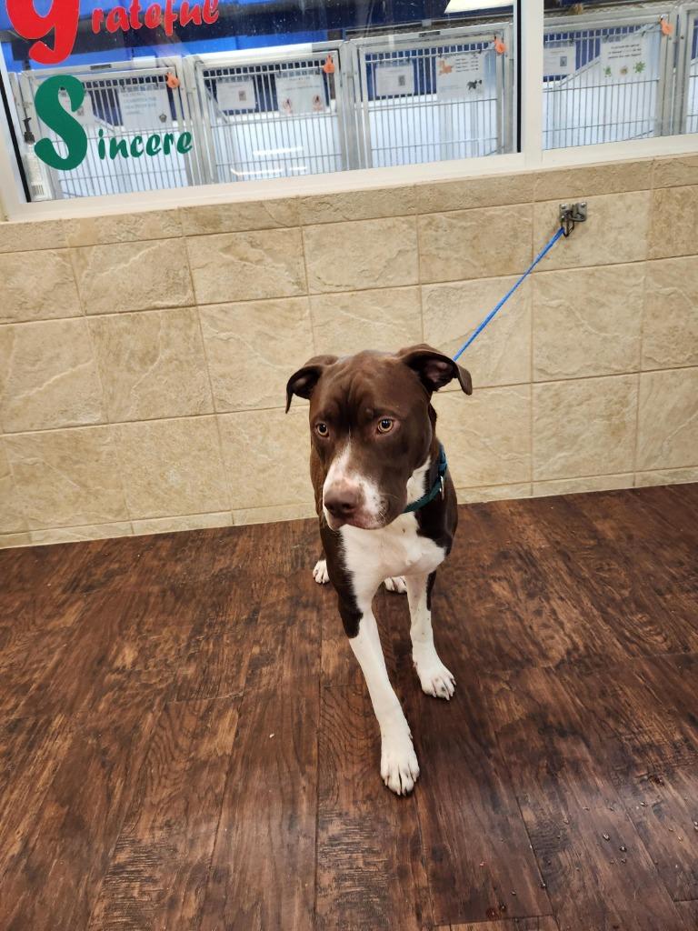 Enlarge Dog Kennel #20 Rudy Tootie, a Adoptable mixed breed in Greenville, TX image 2/2