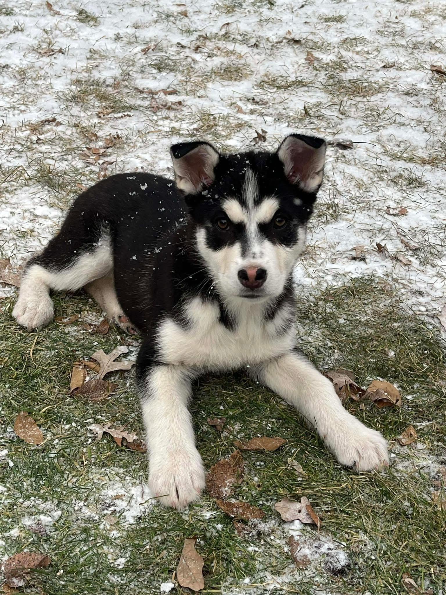 Noel, ADOPTABLE, Puppy Female Siberian Husky.