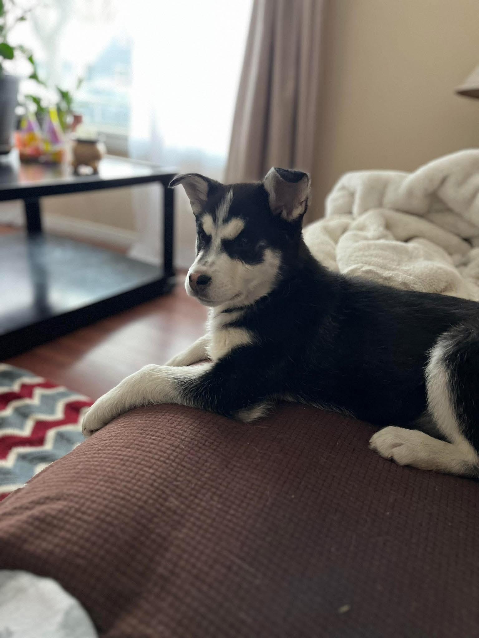 Enlarge Noel, a ADOPTABLE Siberian Husky in Langley, BC image 2/5