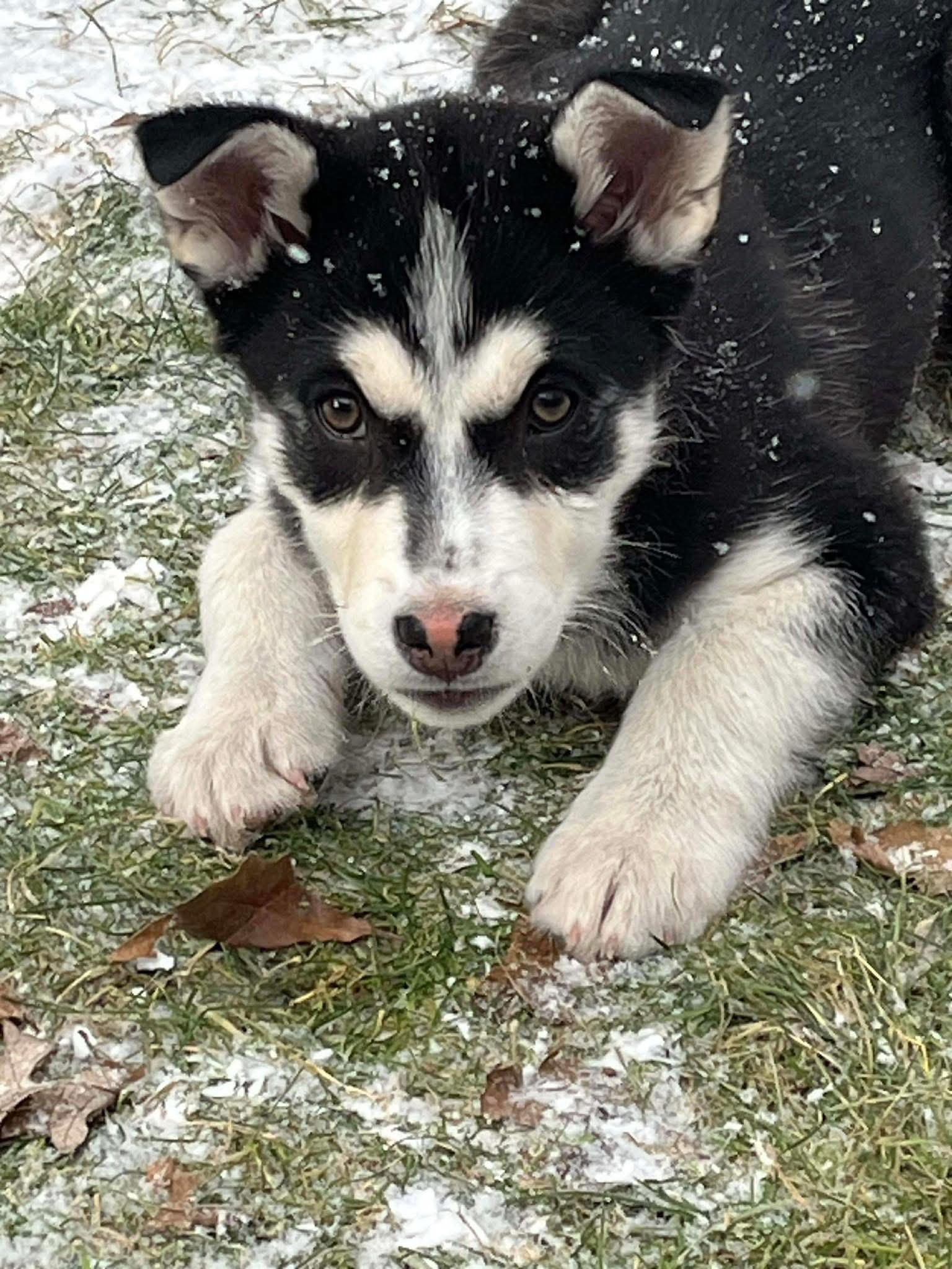 Enlarge Noel, a ADOPTABLE Siberian Husky in Langley, BC image 3/5