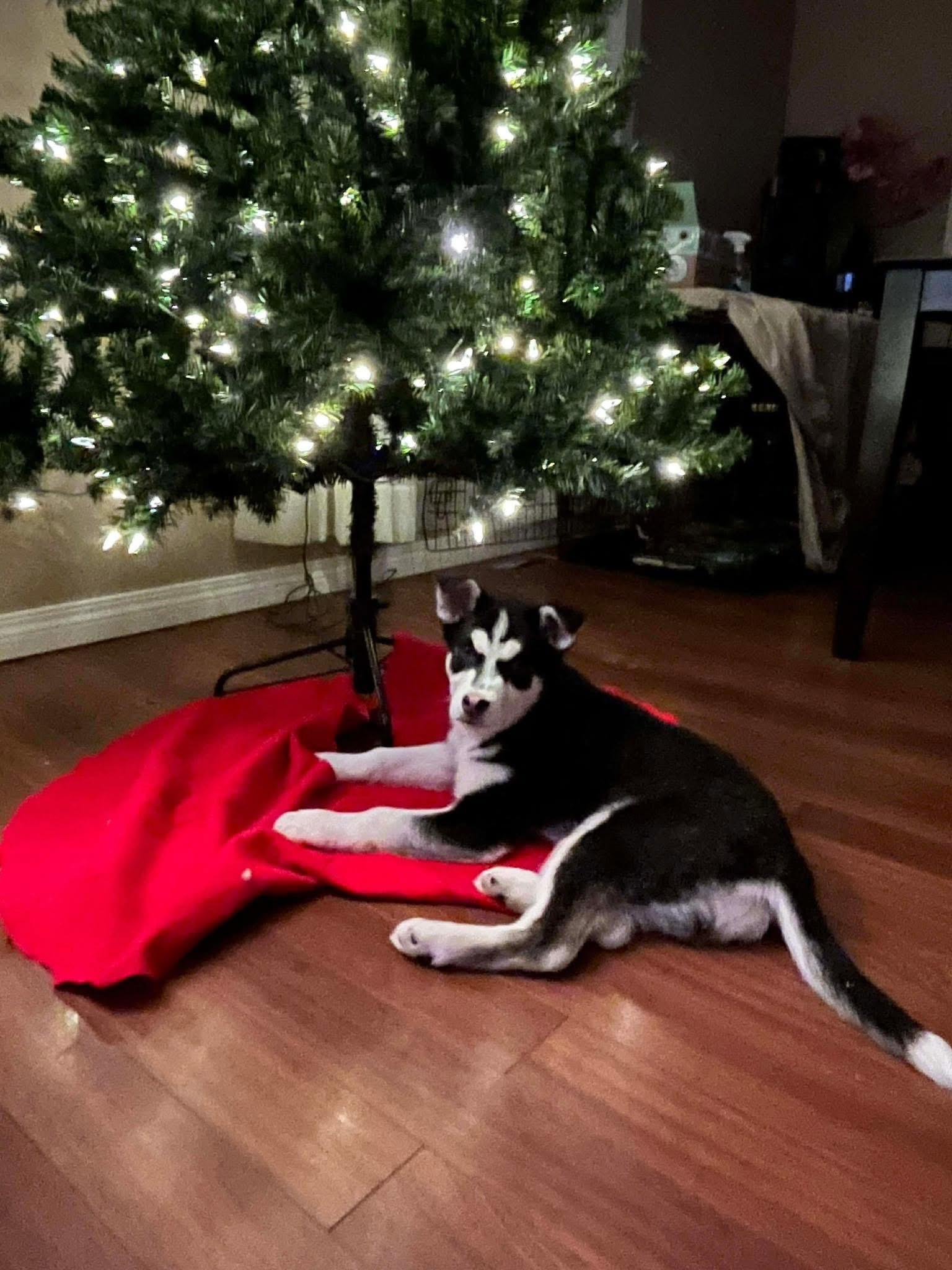Enlarge Noel, a ADOPTABLE Siberian Husky in Langley, BC image 4/5