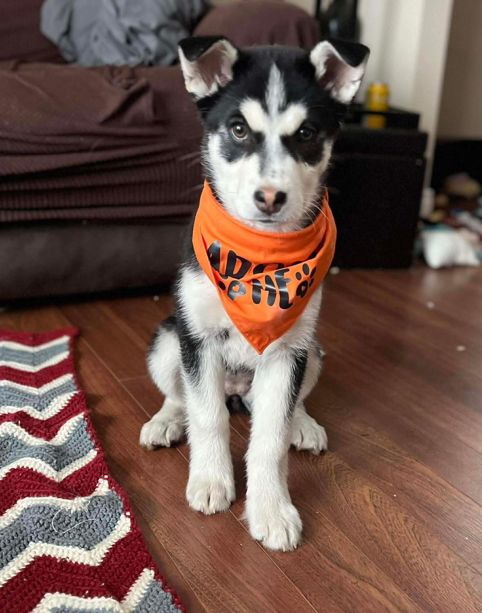 Enlarge Noel, a ADOPTABLE Siberian Husky in Langley, BC image 5/5