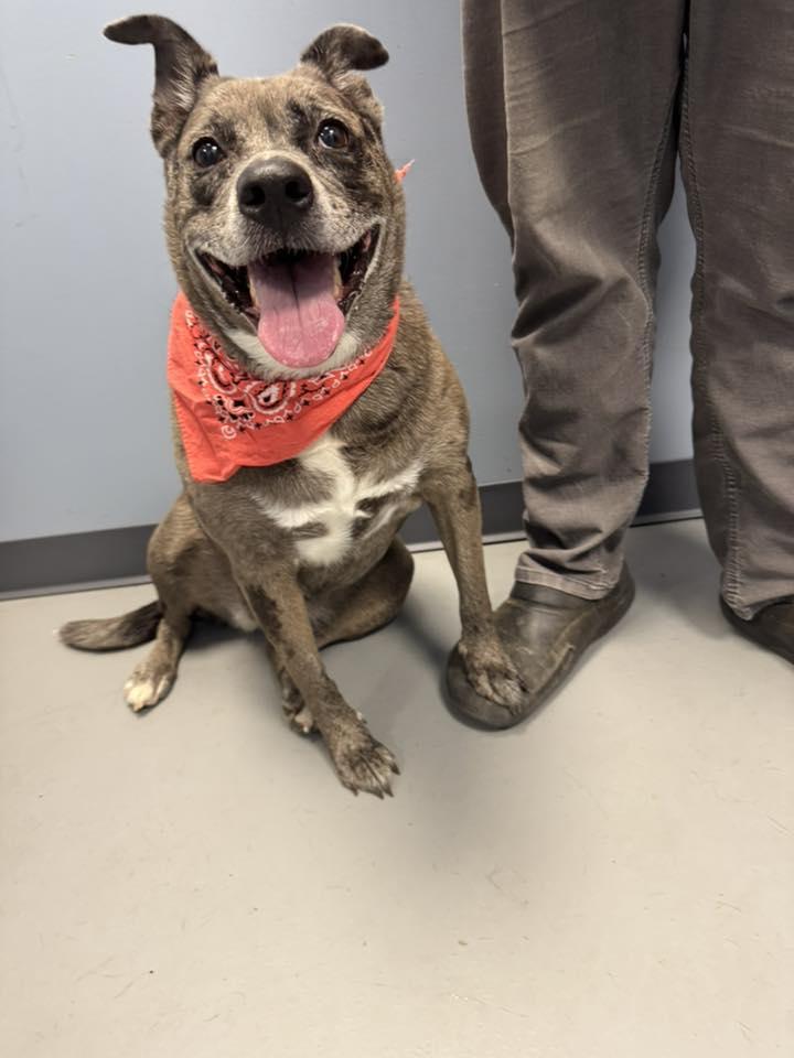 Harper, Adoptable, Adult Female Australian Cattle Dog / Blue Heeler.