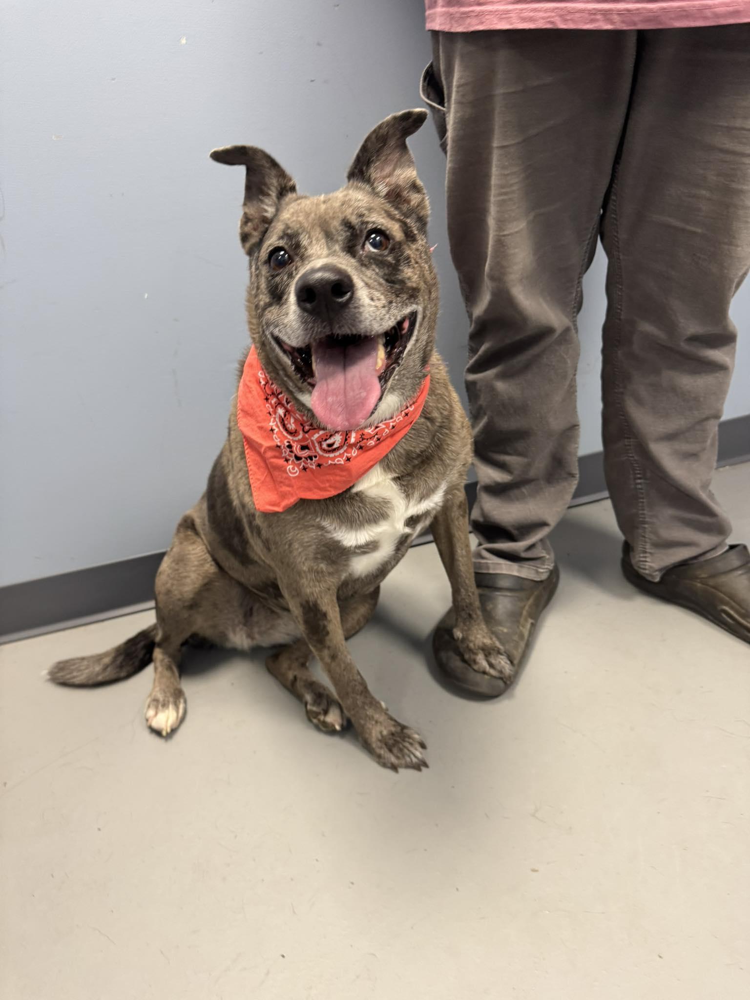 Harper, a Adoptable mixed breed in Zanesville, OH image 2/2