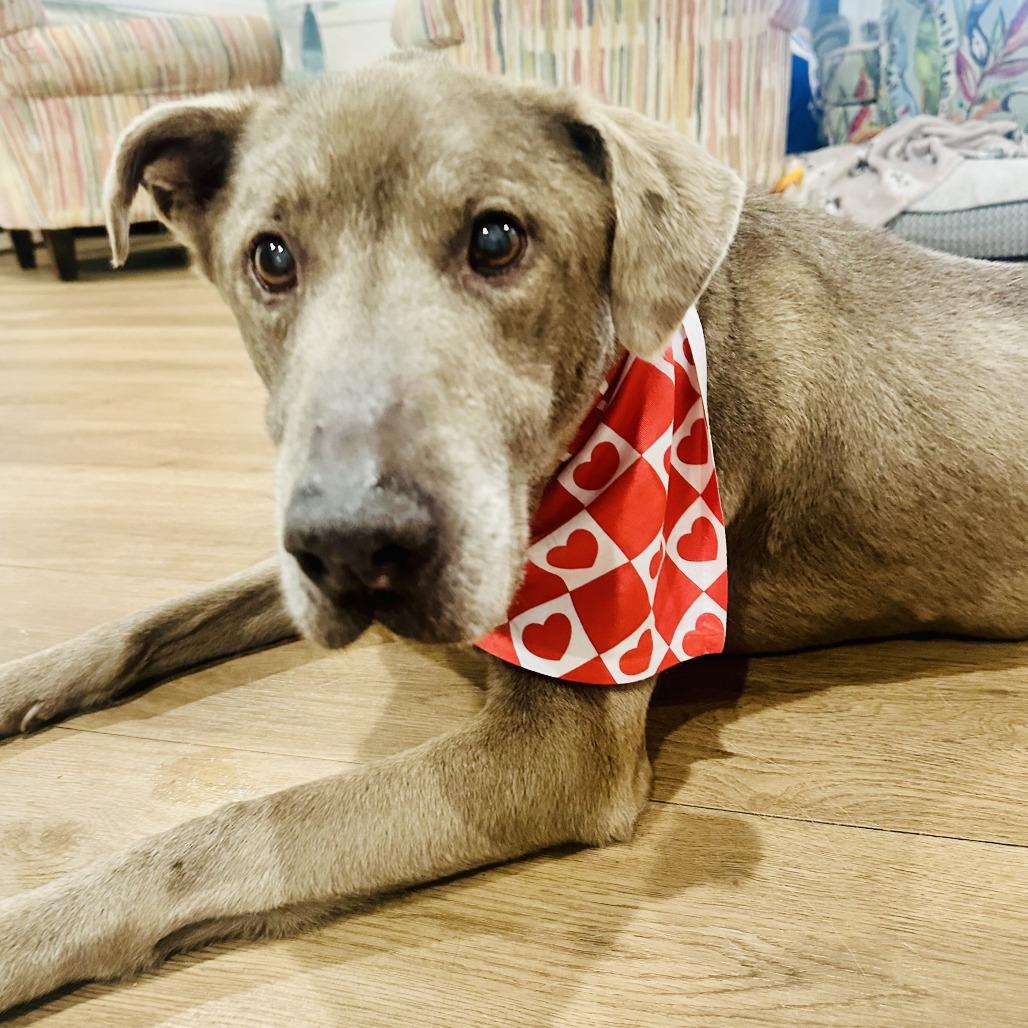 Treble 9819 — thumbnail 2