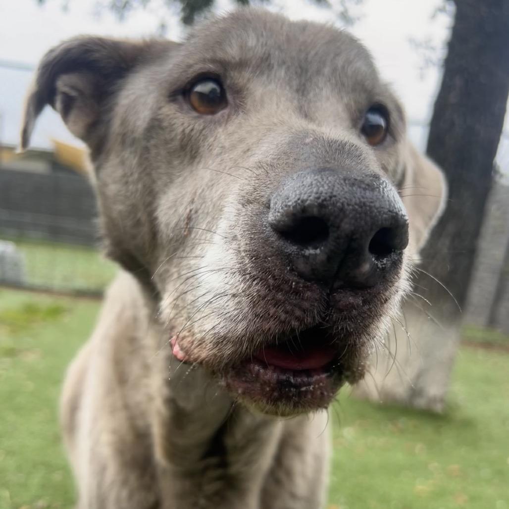 Treble 9819 — thumbnail 3