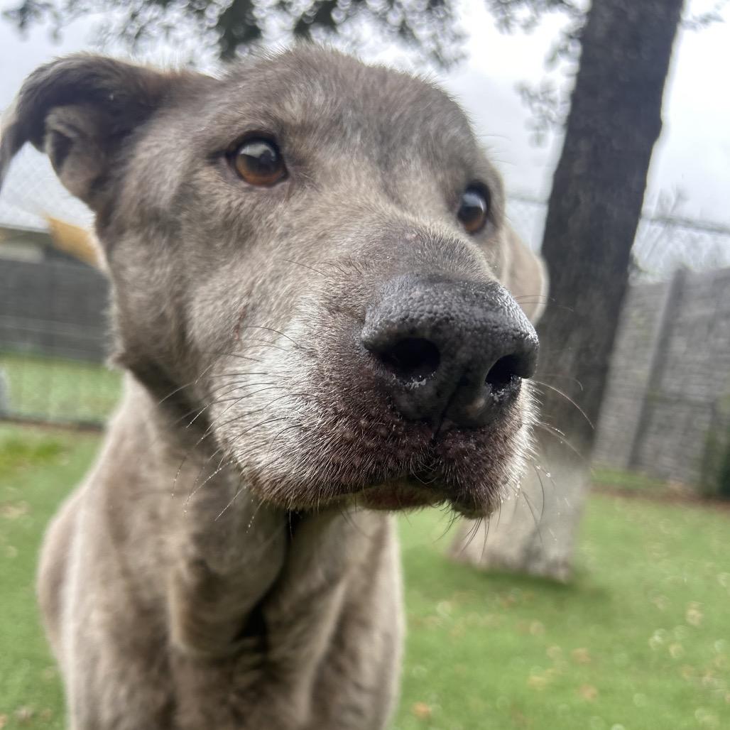 Treble 9819 — thumbnail 5