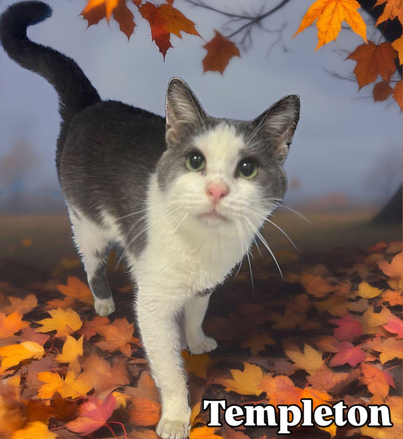 Templeton Tag #797, Adoptable, Adult Male Domestic Short Hair.