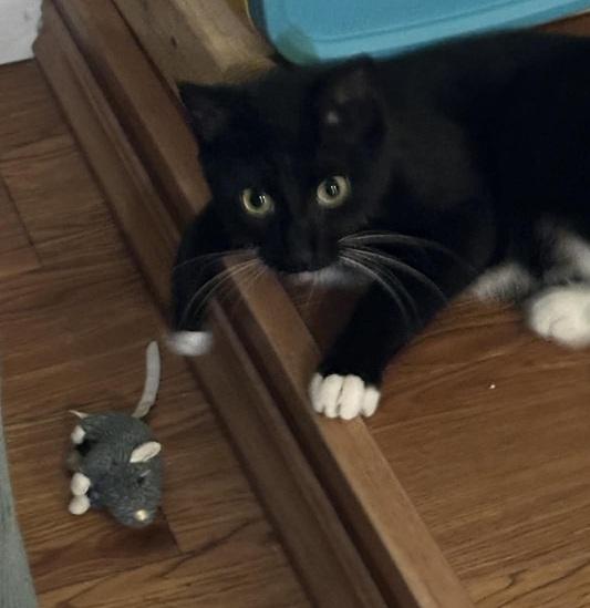 Tux, a ADOPTABLE Tuxedo in Waxahachie, TX image 5/5