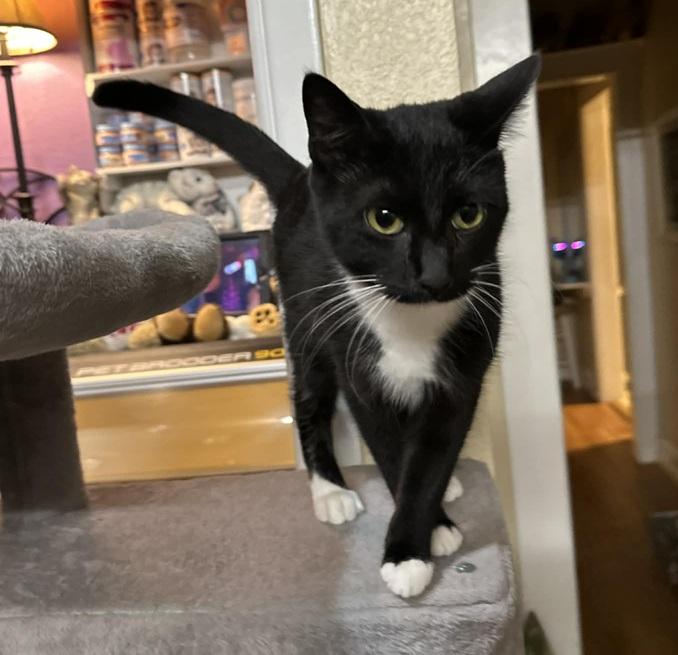 Tux, a ADOPTABLE Tuxedo in Waxahachie, TX image 1/5