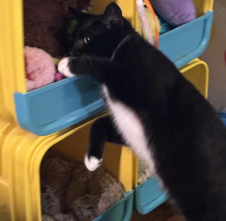 Tux, a ADOPTABLE Tuxedo in Waxahachie, TX image 3/5