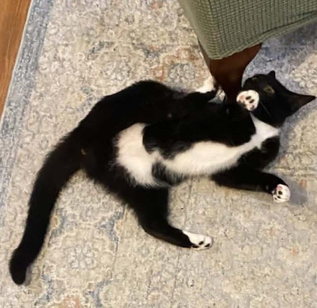 Tux, a ADOPTABLE Tuxedo in Waxahachie, TX image 4/5