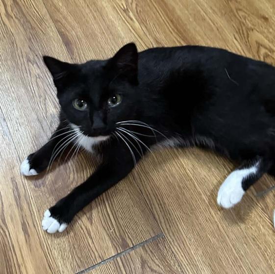 Tux, a ADOPTABLE Tuxedo in Waxahachie, TX image 2/5