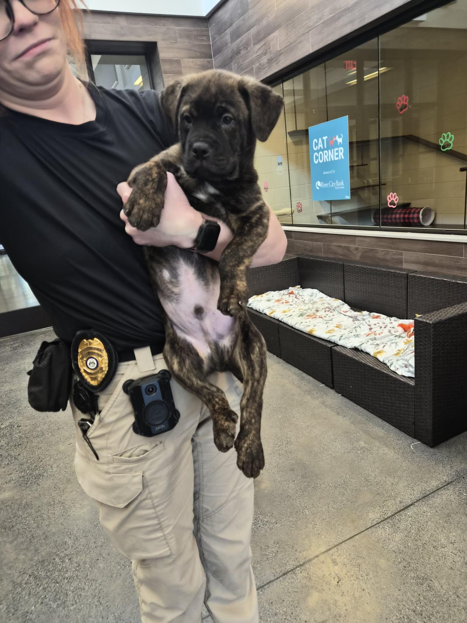 Piper, Adoptable, Puppy Male Mixed Breed.