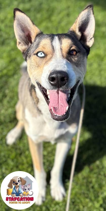 Nanook, Adoptable, Adult Male Siberian Husky & Mixed Breed.