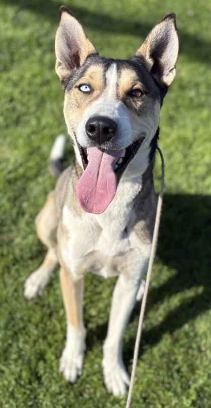 Nanook, Adoptable, Adult Male Siberian Husky & Mixed Breed.