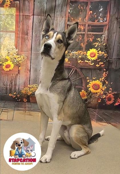 Nanook, a Adoptable mixed breed in Phoenix, AZ image 2/3