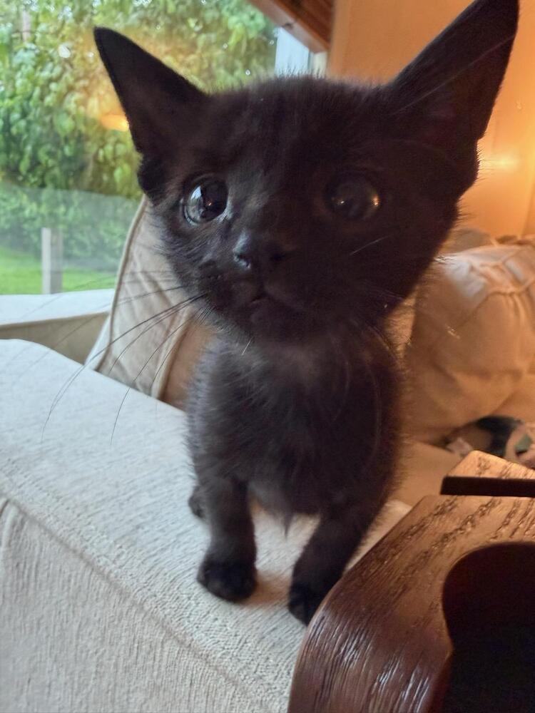 Ralph, Adoptable, Kitten Male Domestic Short Hair.