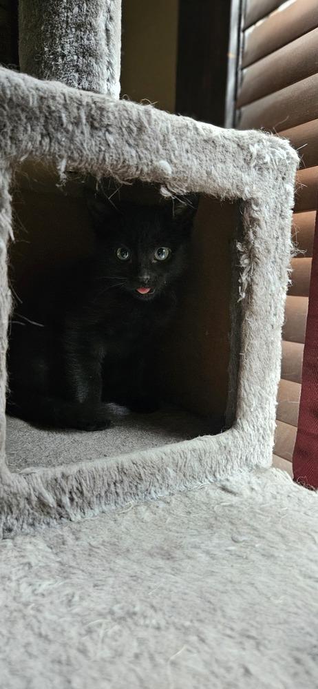 Enlarge Ralph, a Adoptable Domestic Short Hair in Lorain, OH image 3/4