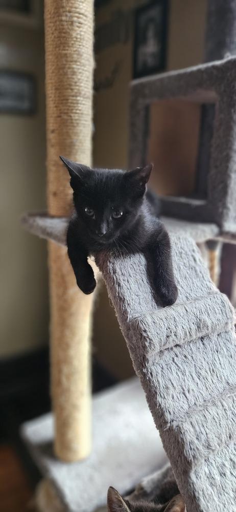 Enlarge Ralph, a Adoptable Domestic Short Hair in Lorain, OH image 4/4