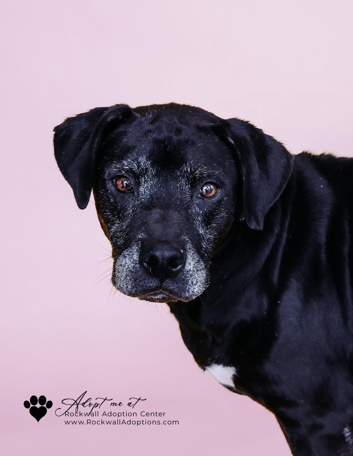 Enlarge Harley, a Adoptable Pit Bull Terrier in Rockwall, TX image 2/3