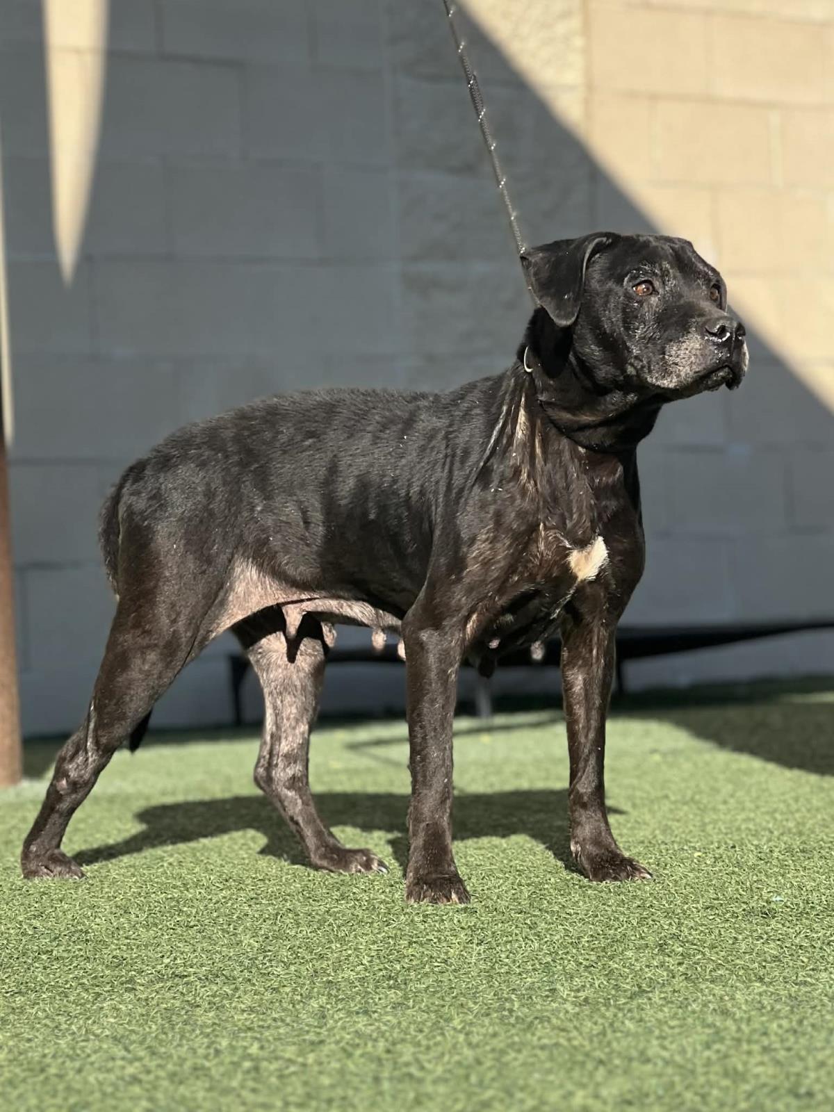 Harley, Adoptable, Adult Female Pit Bull Terrier.