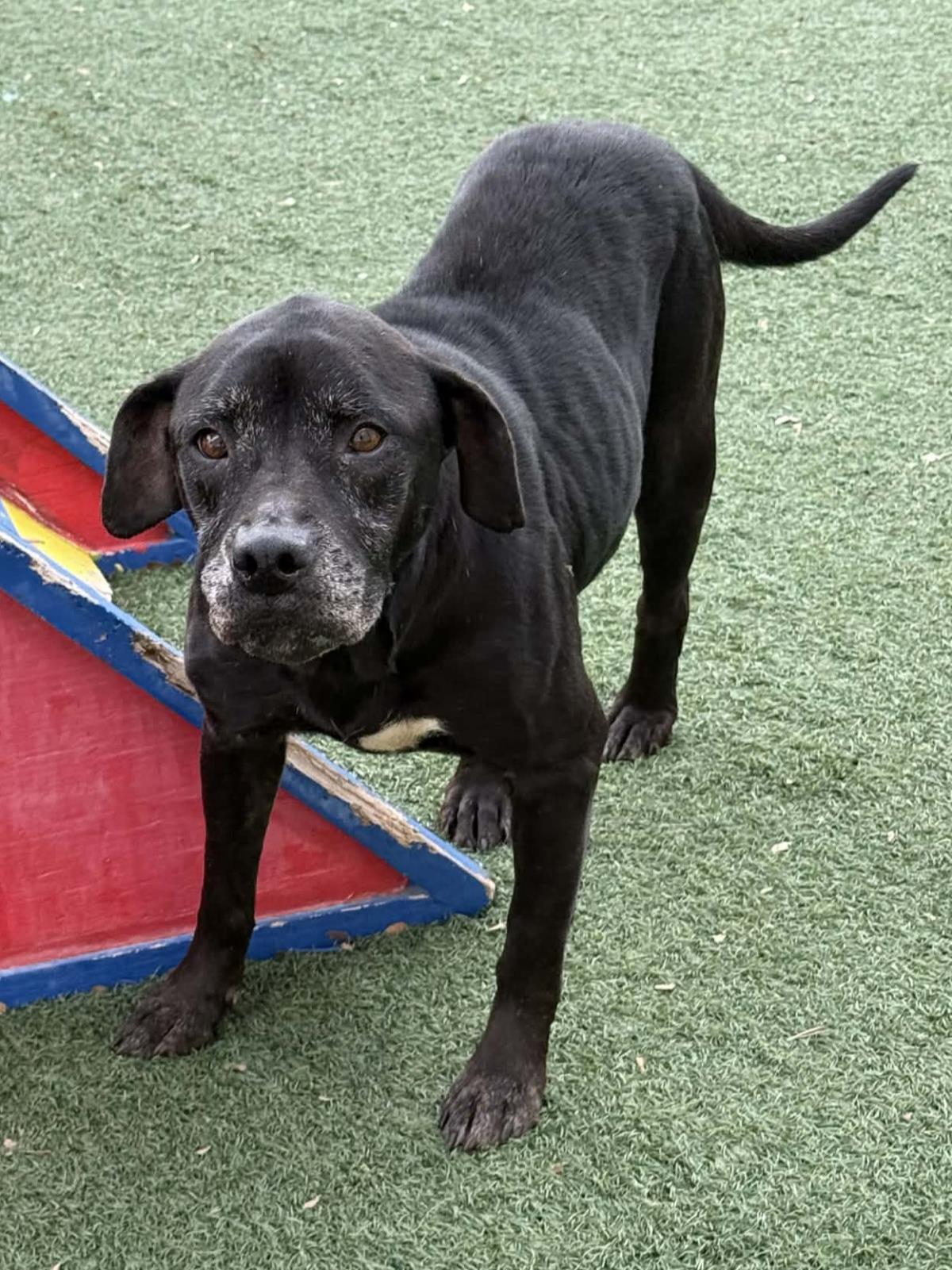 Enlarge Harley, a Adoptable Pit Bull Terrier in Rockwall, TX image 2/3