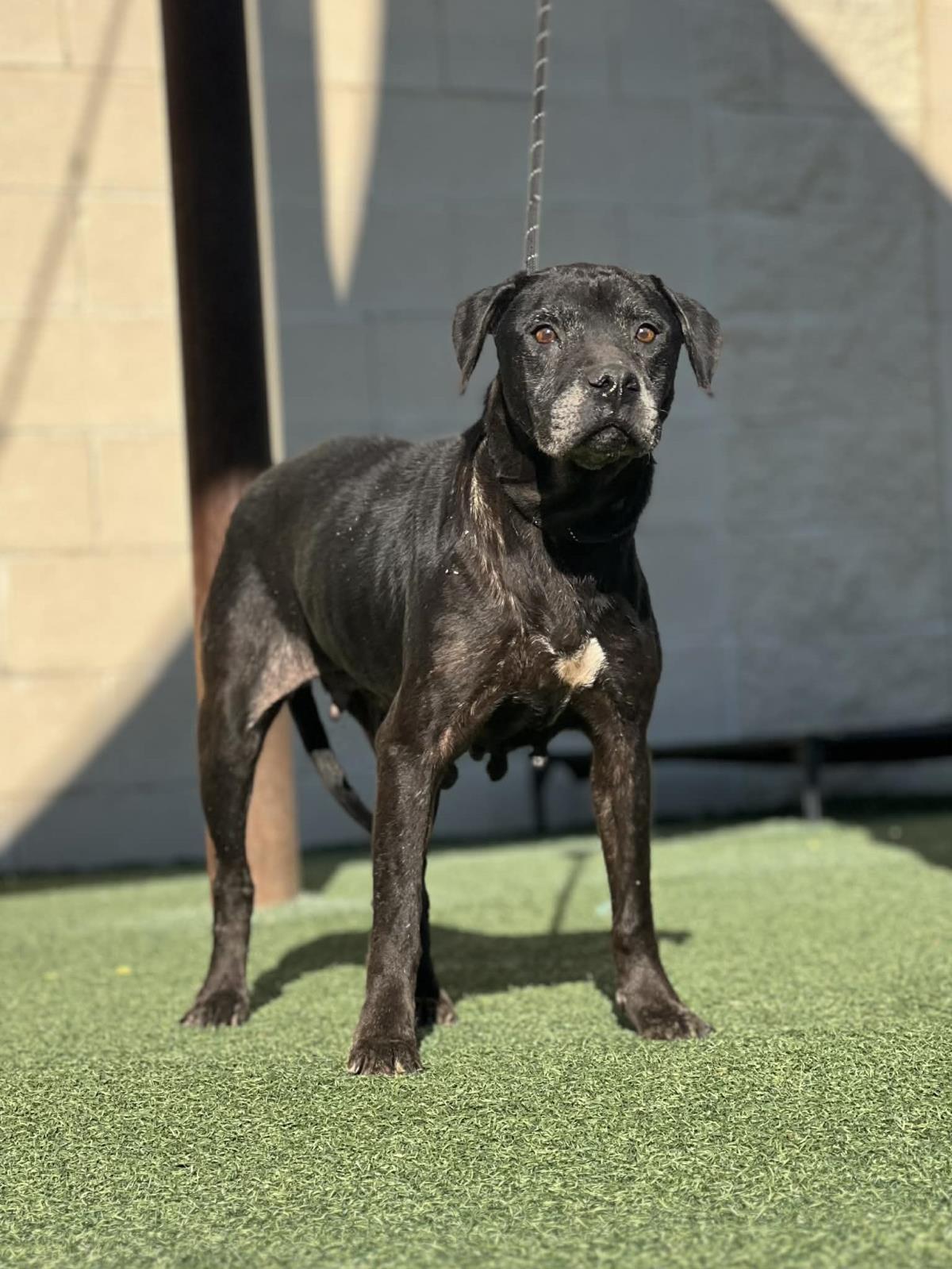 Enlarge Harley, a Adoptable Pit Bull Terrier in Rockwall, TX image 3/3
