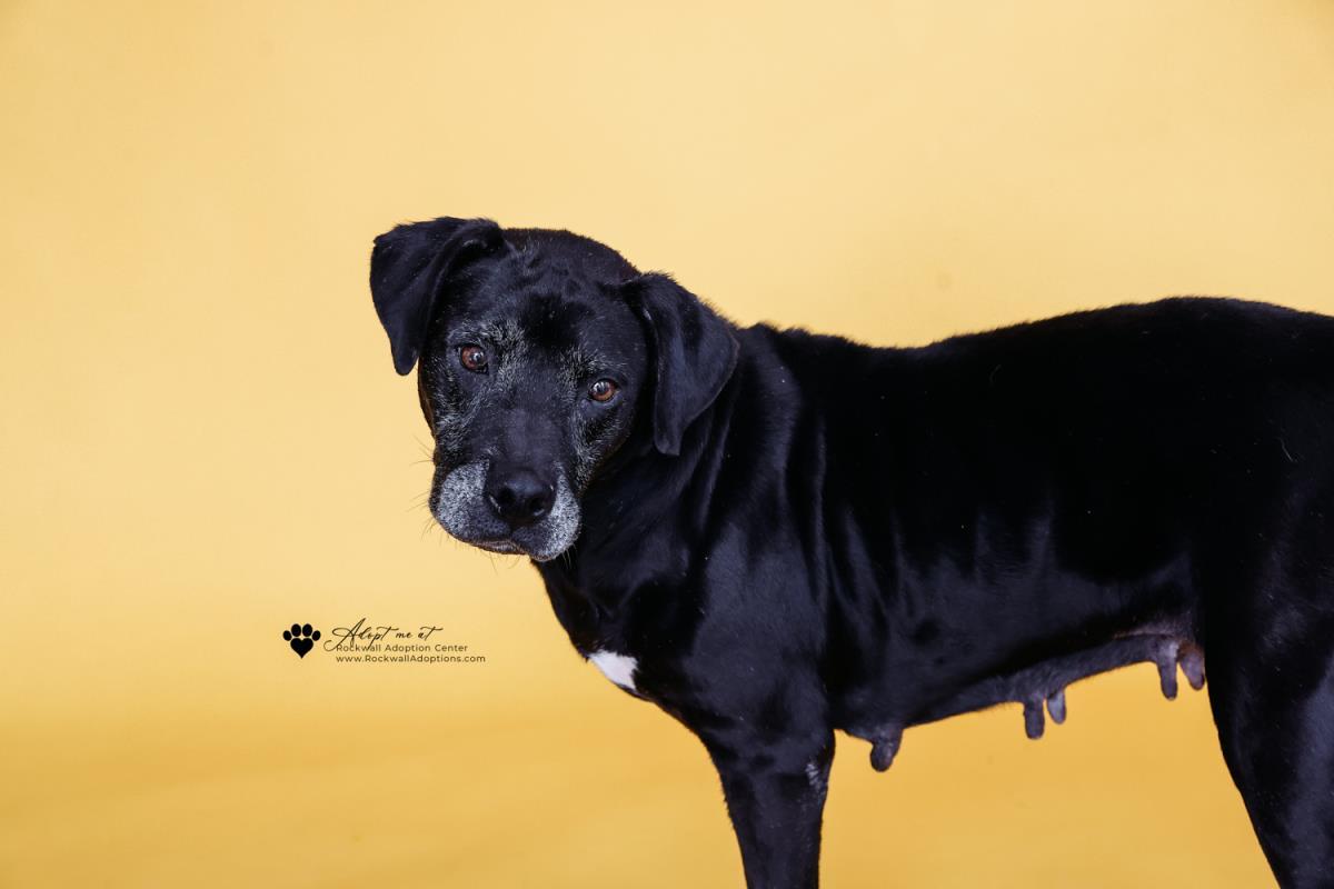 Enlarge Harley-$75 Adoption Fee! Diamond Dog!, a Adoptable Pit Bull Terrier in Rockwall, TX image 3/3