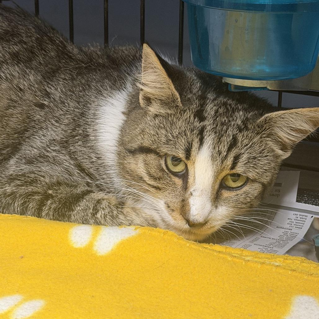 Fletcher, Adoptable, Adult Male Domestic Short Hair.