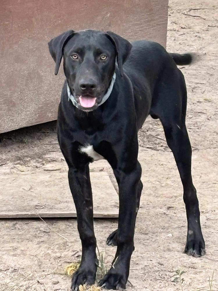 Shadow, Adoptable, Adult Male Labrador Retriever.