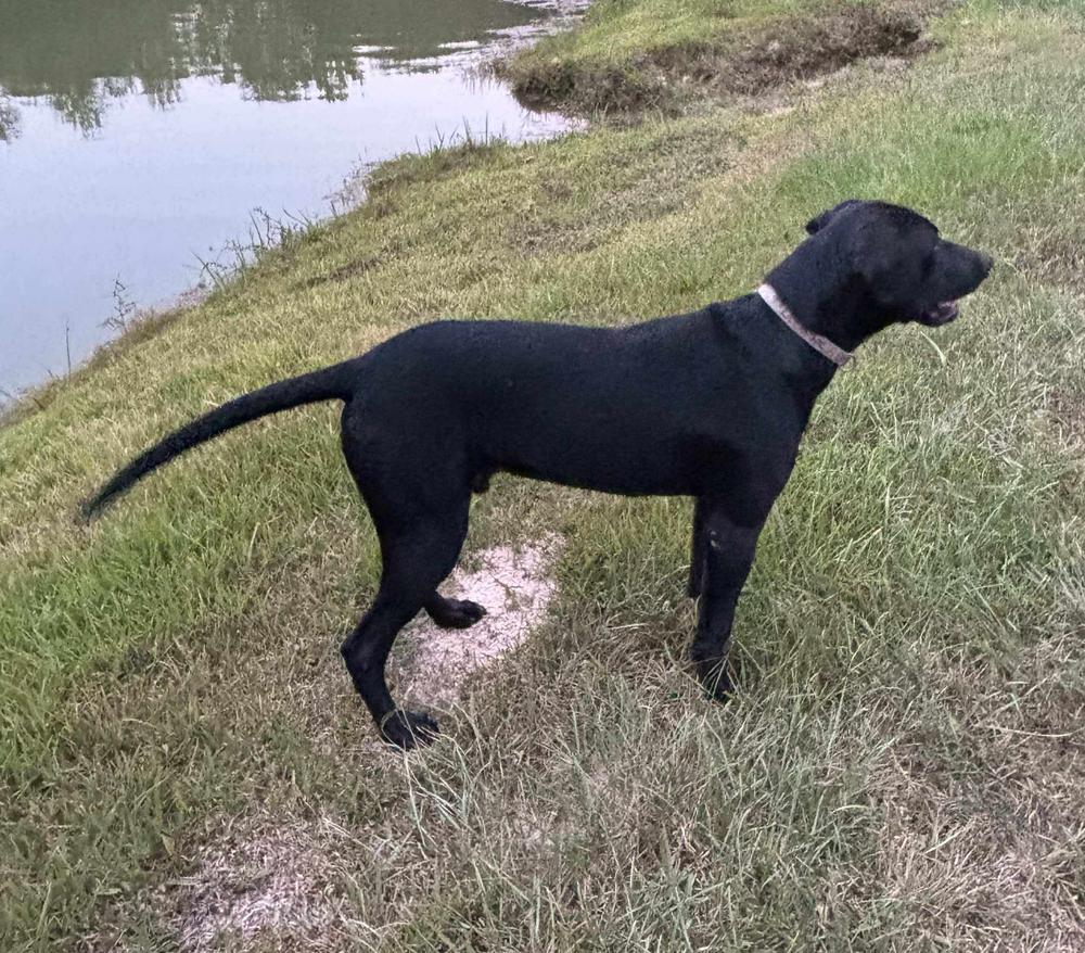 Enlarge Shadow, a Adoptable mixed breed in Rothesay , NB image 2/4