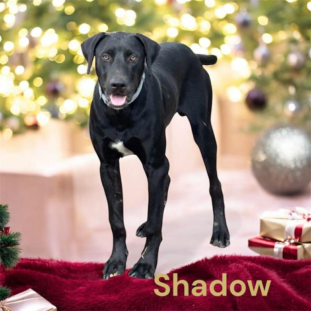 Enlarge Shadow, a Adoptable mixed breed in Rothesay , NB image 3/4