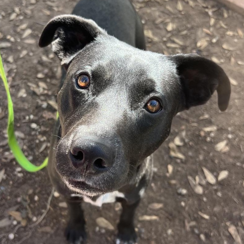 Annie, Adoptable, Adult Female Black Labrador Retriever.