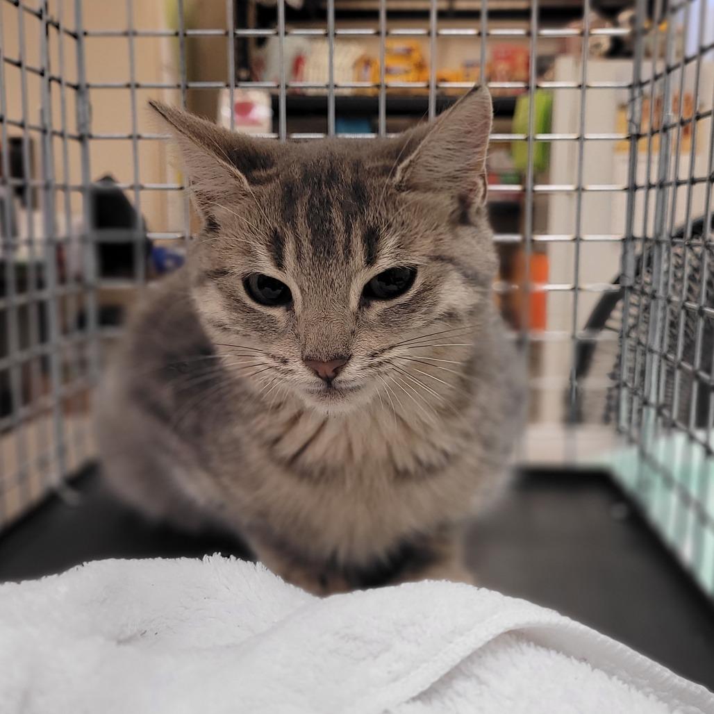 TNVR, Adoptable, Kitten Male American Shorthair.