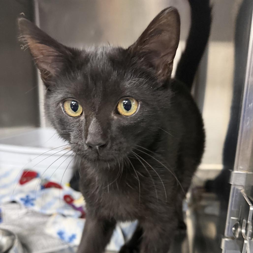Willie, Adoptable, Kitten Male Domestic Short Hair.