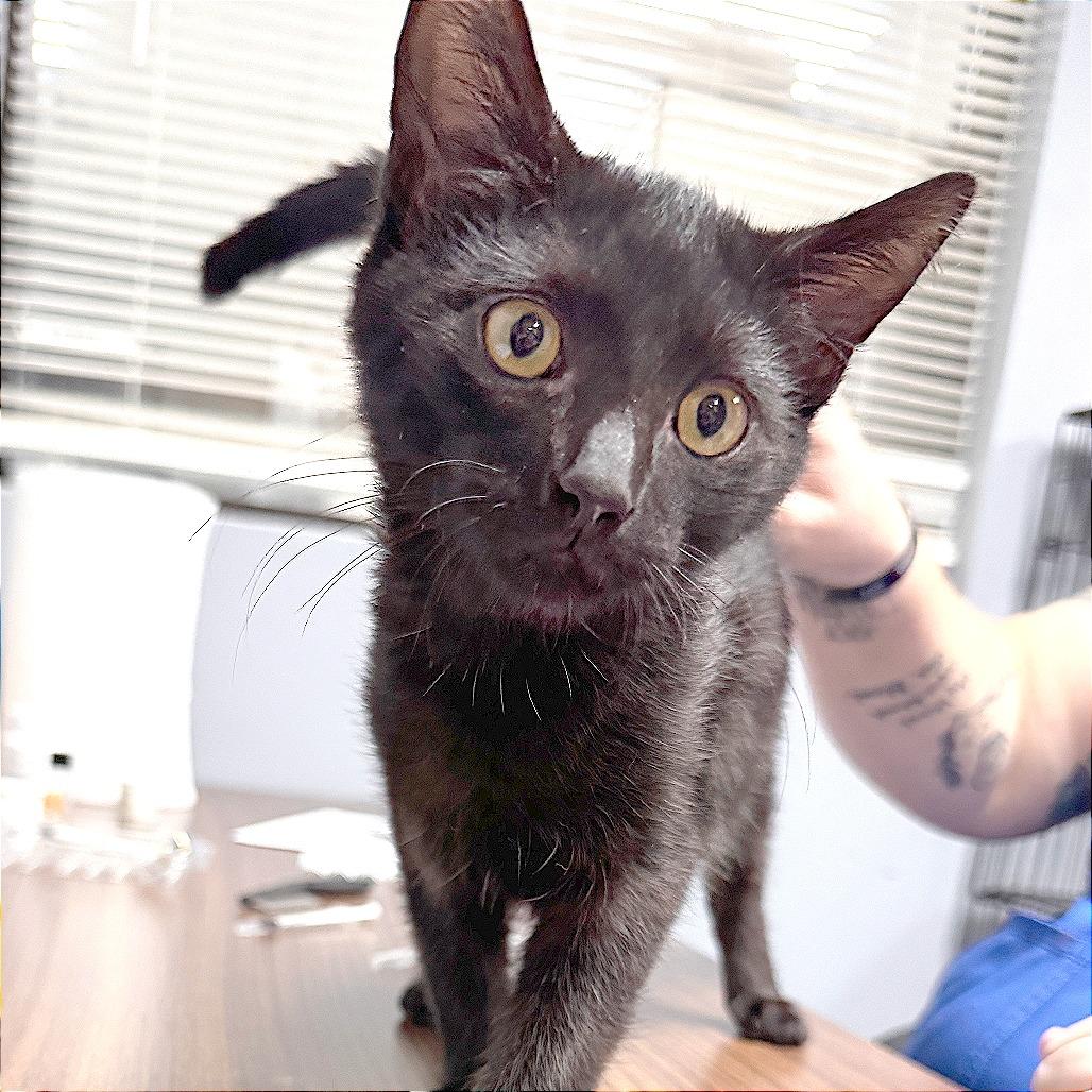 Willie, a Adoptable Domestic Short Hair in Marion, VA image 2/2