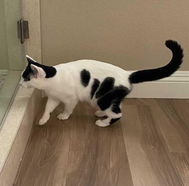 Bandit A Cow Kitty — thumbnail 3