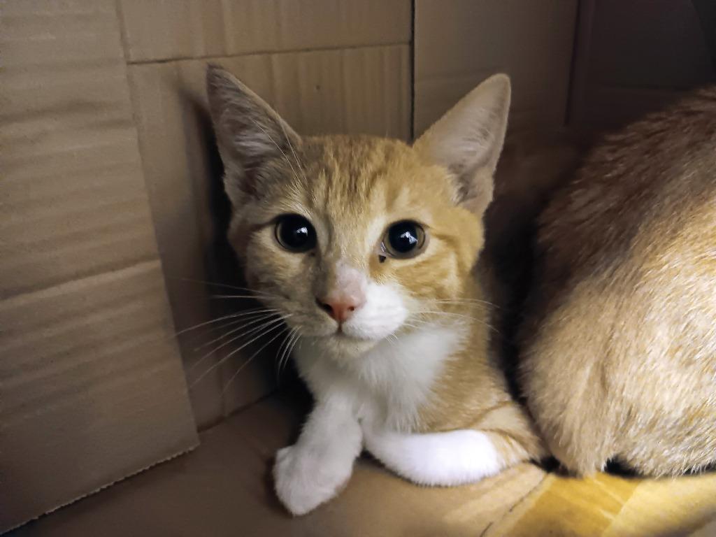 Cheez-It, a Adoptable mixed breed in New Braunfels, TX image 1/6