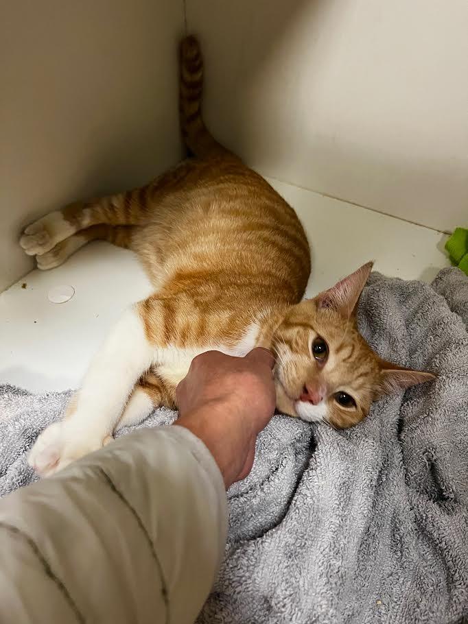 Cheez-It, a Adoptable mixed breed in New Braunfels, TX image 2/6