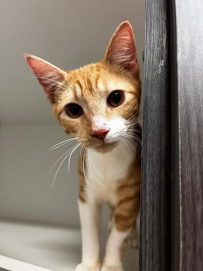 Cheez-It, a Adoptable mixed breed in New Braunfels, TX image 3/6