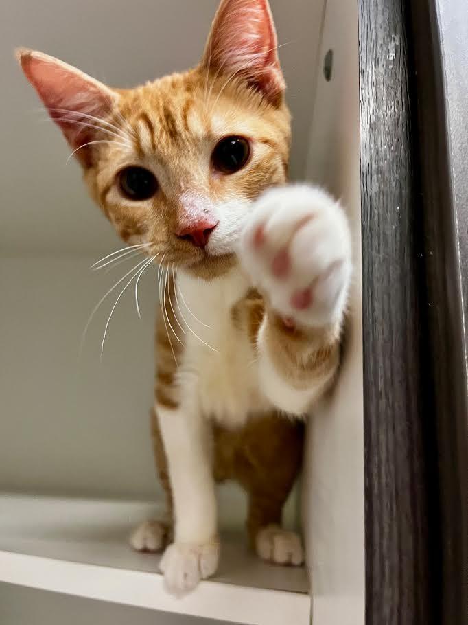 Cheez-It, a Adoptable mixed breed in New Braunfels, TX image 4/6