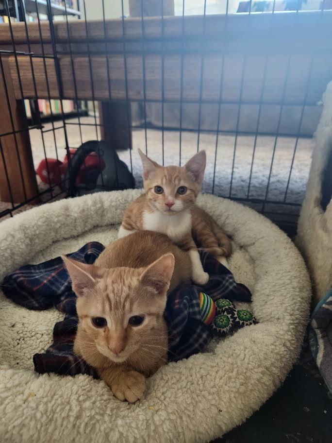 Cheez-It, a Adoptable mixed breed in New Braunfels, TX image 5/6