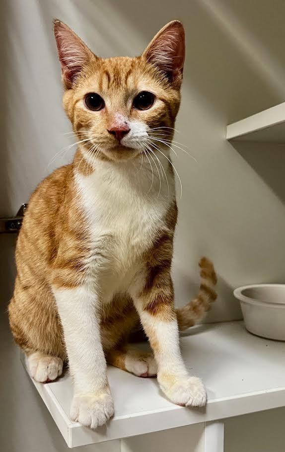 Cheez-It, a Adoptable mixed breed in New Braunfels, TX image 6/6