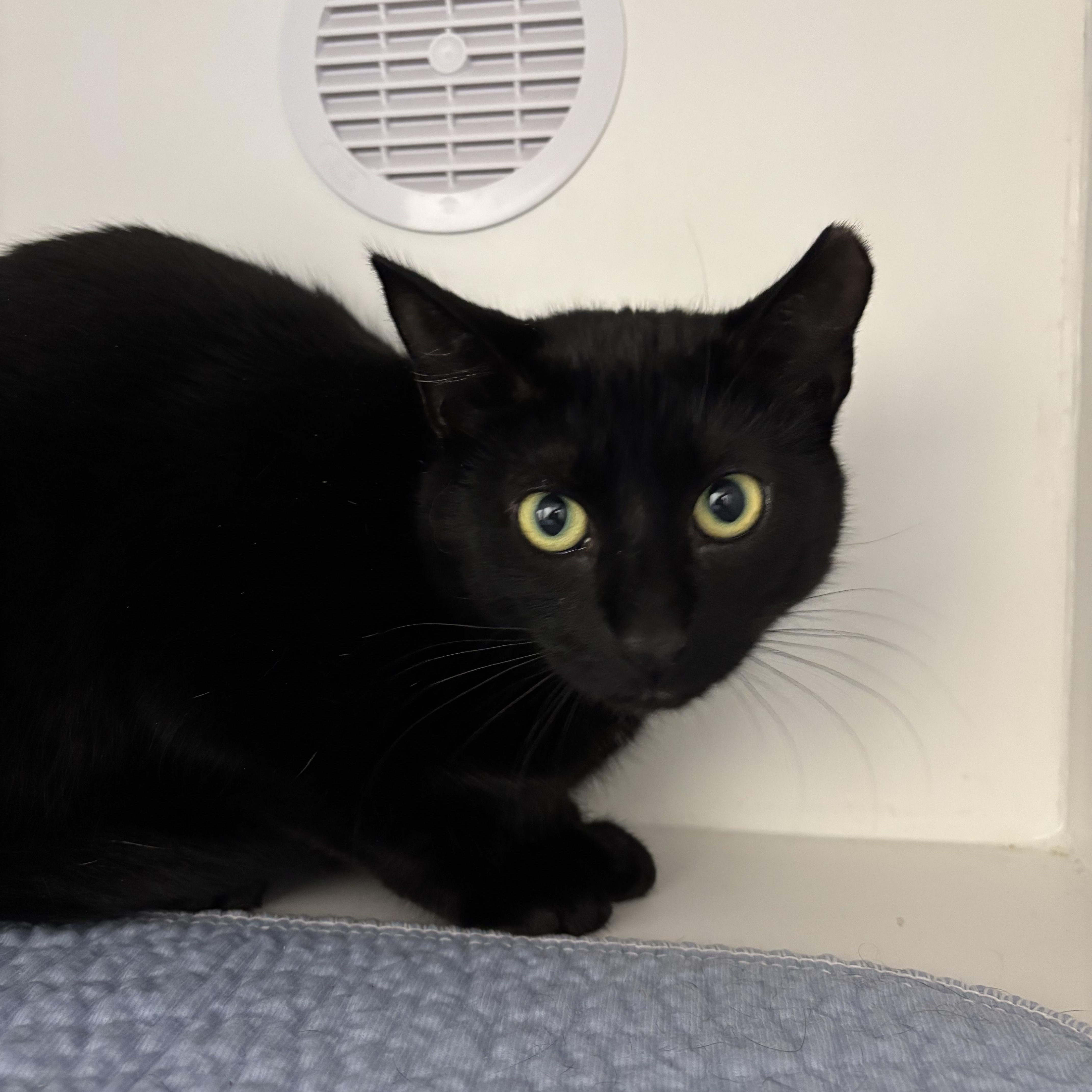 Enlarge Sapphire , a ADOPTABLE Domestic Short Hair in Fall River, MA image 1/2