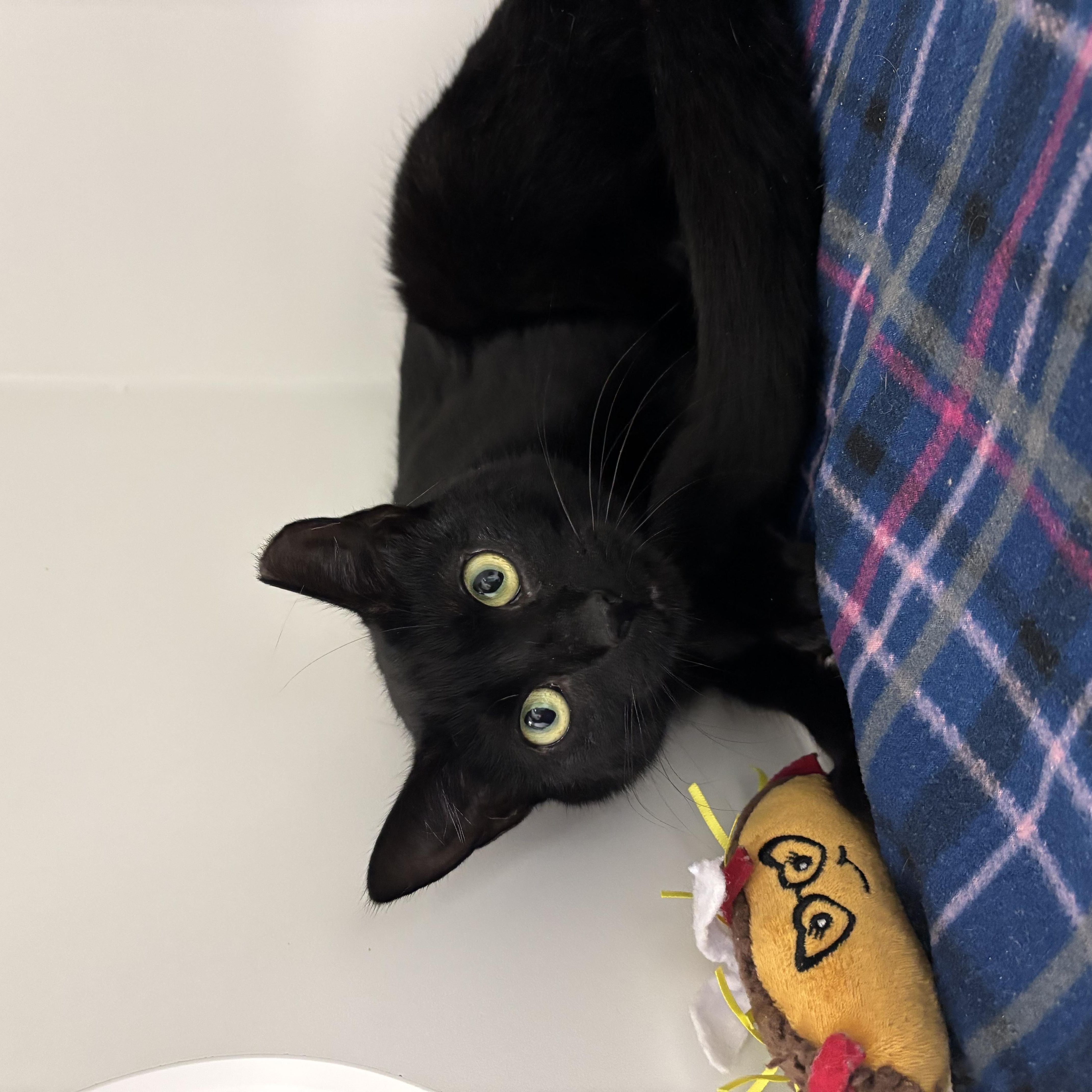 Enlarge Sapphire , a ADOPTABLE Domestic Short Hair in Fall River, MA image 2/2