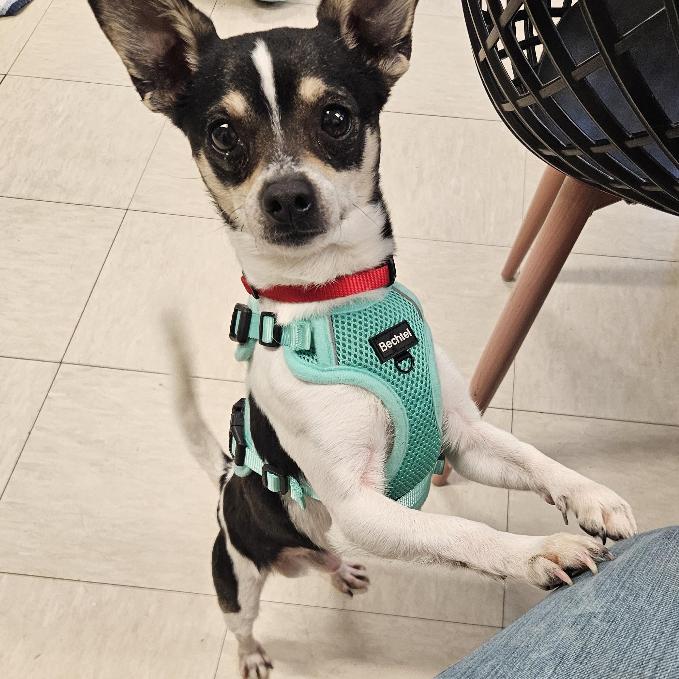 Poquito, Adoptable, Adult Male Rat Terrier & Chihuahua.
